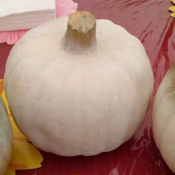 Bundle Decorative Pumpkins Table Scape Thanksgiving Halloween Fall Decor - Picture 4 of 7